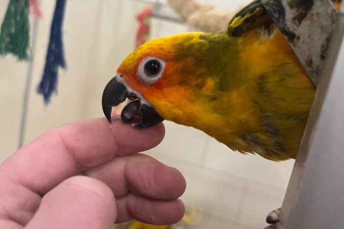 mooi assortiment vogels