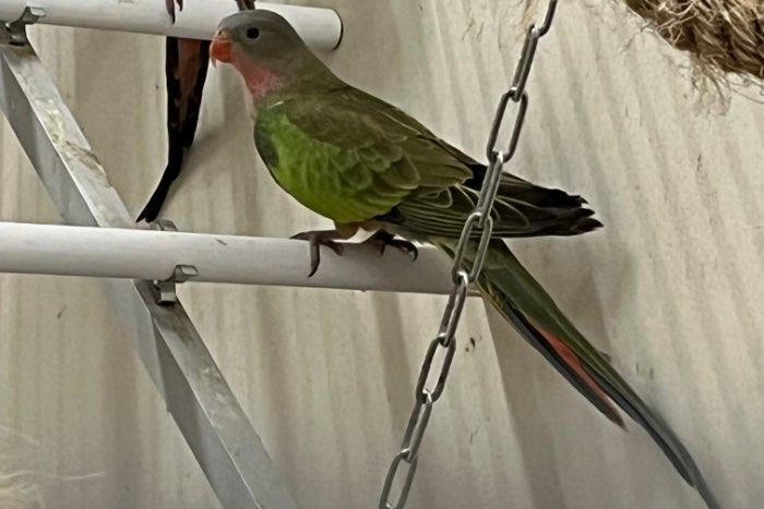 0-2 princes of wales parkiet 2025