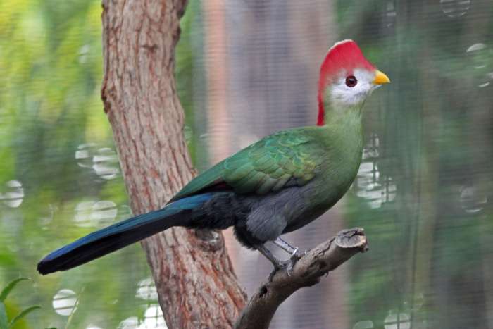 0-1 roodkuif toerako