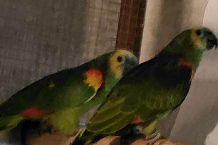 kweekpaar blauwvoorhoofd-amazone-papegaaien.