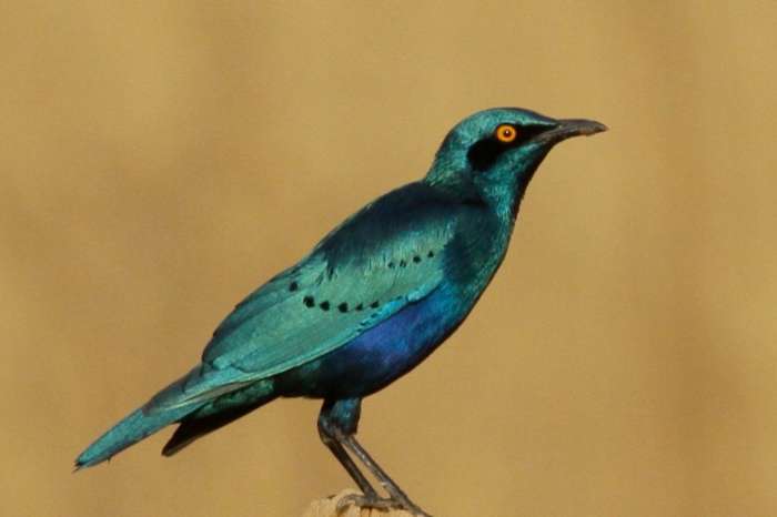 blauwoor glansspreeuw