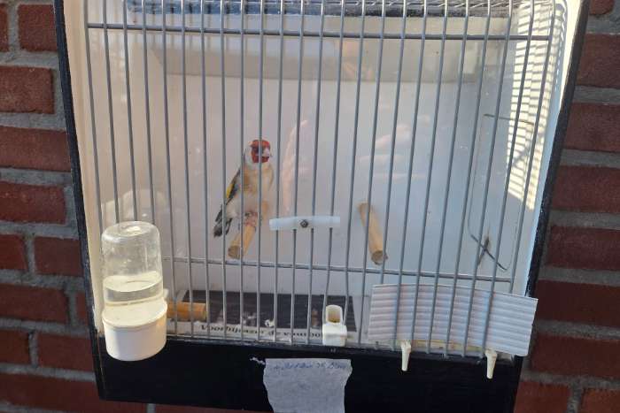 putter verkoop (wildkleur, agaat, bont, pastel, witkeel)