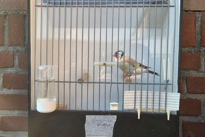 putter verkoop (wildkleur, agaat, bont, pastel, witkeel)