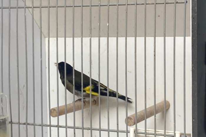 zwarte sijs x putter