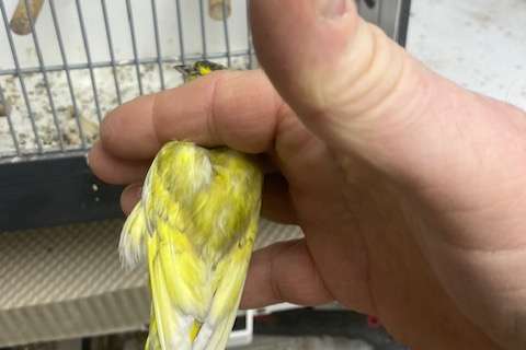 europese sijsman tsjechisch geel/silice