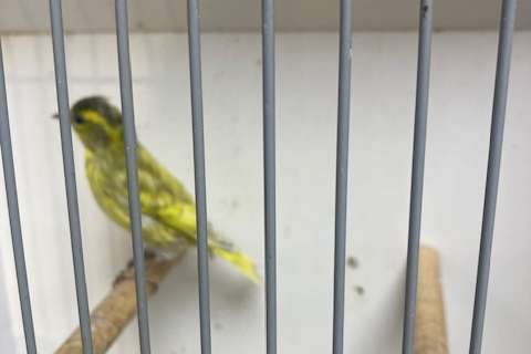 europese sijsman tsjechisch geel/silice