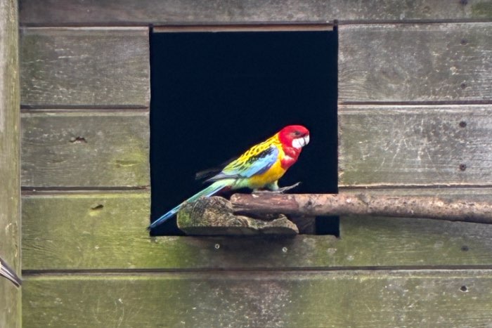 goudmantelrosella man