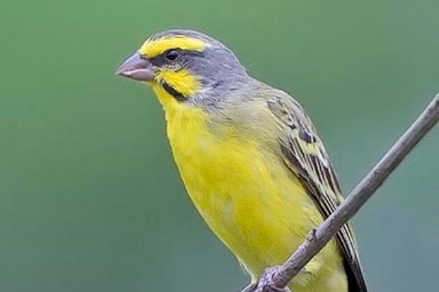 gezocht: mozambiquesijs man