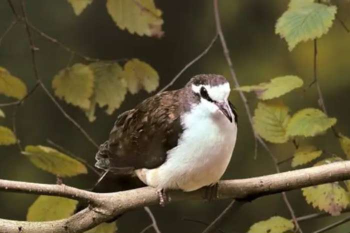 te koop 3-0 tamboerijnduif