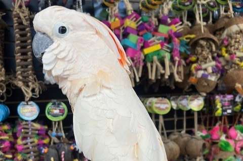 2.2 cacatua moluccensis (moluccan cockatoos) for sale