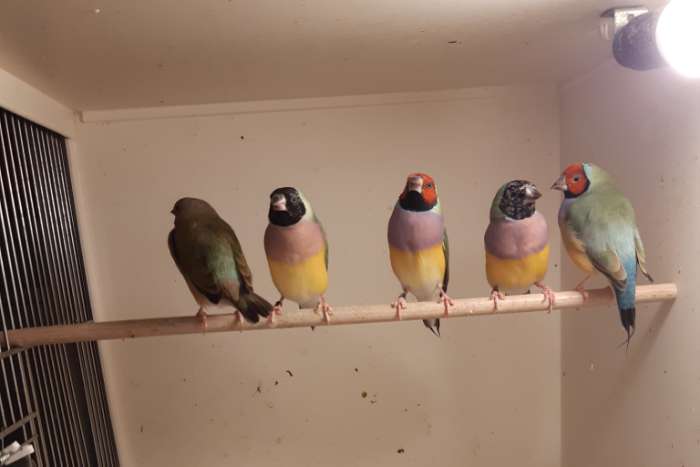 gouldamadines losse poppen