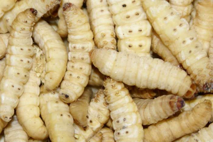 diepvries wasmotten / frozen waxmoths !!!