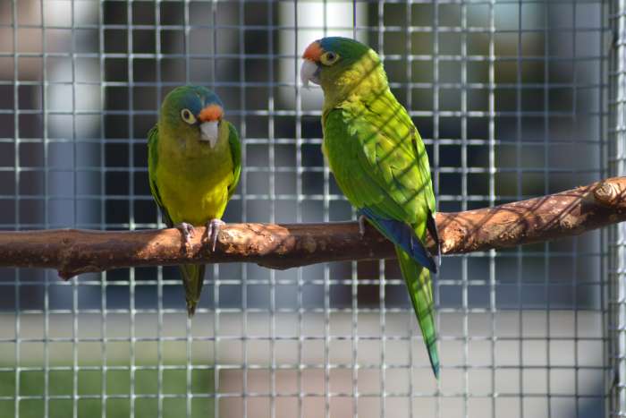 eupsittula canicularis eburnirostrum (petz aratinga)