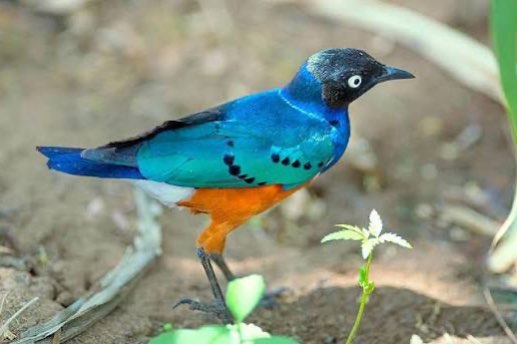 1-1 roodvleugel gaailijster (trochalopteron formosus)