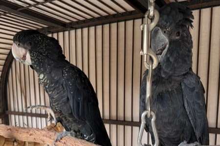 1.1 calyptorhynchus banksii (red-tailed black cockatoos)