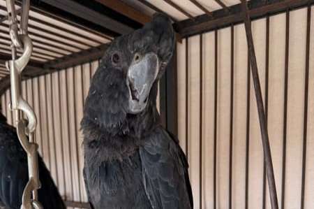 1.1 calyptorhynchus banksii (red-tailed black cockatoos)