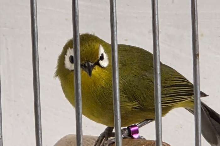 gezocht, kikuyu brilvogels! graag alles aanbieden