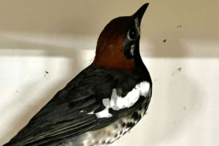 2-2 kastanjekoplijster onverwant 2025