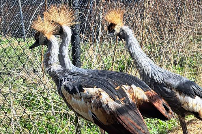 2.2 grijze kroonkraanvogel