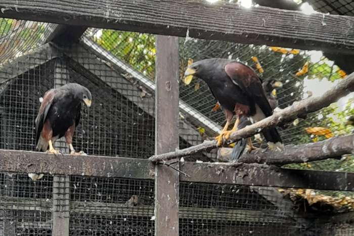 woestijnbuizerd koppel