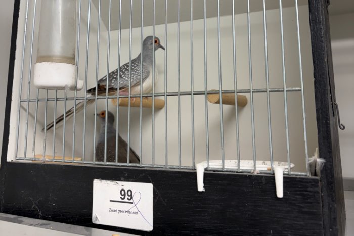 broedkoppel diamantduiven + tt kooi