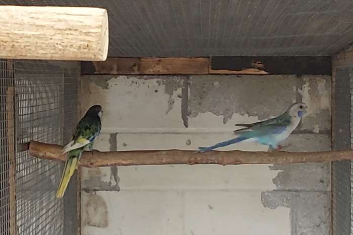 kwman blauwpastel/ zwart rosella