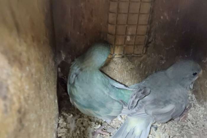 jong koppel blgezoomd x blauwmistygezoomd kakariki