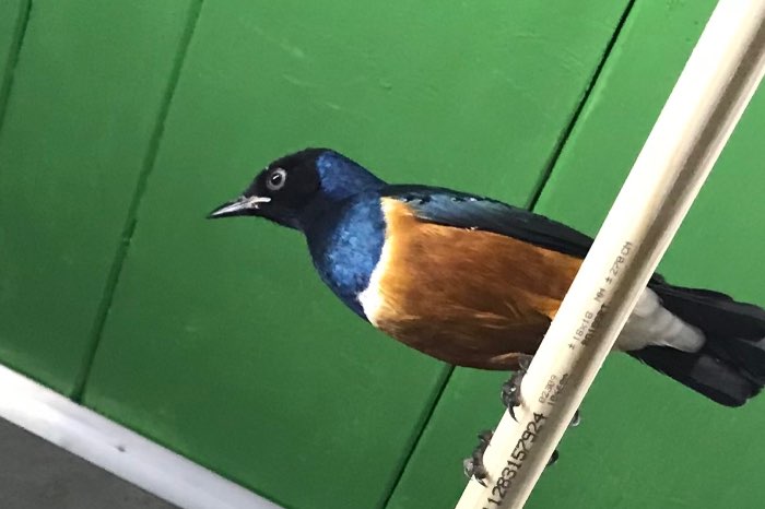 *updt*: driekleur glansspreeuw te koop