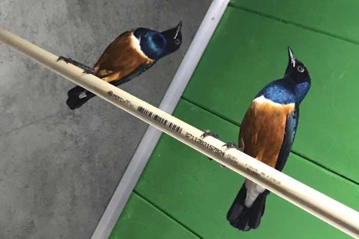 *updt*: driekleur glansspreeuw te koop