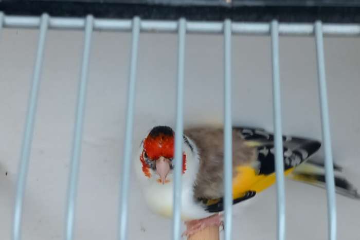 witkeel majoorputter 2025