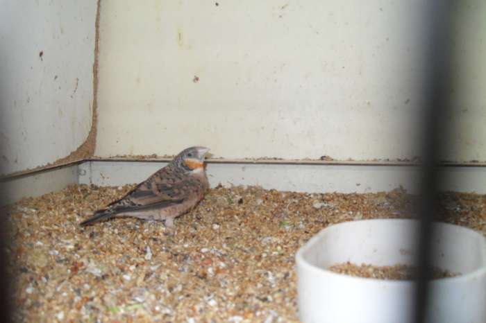 tropische vogeltjes/kanaries