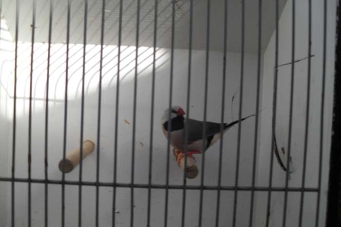 tropische vogeltjes/kanaries