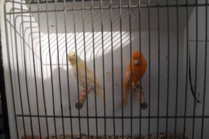 tropische vogeltjes/kanaries