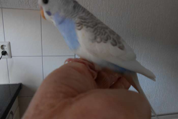 5e jonge grasparkiet uit het blok voor tam maken