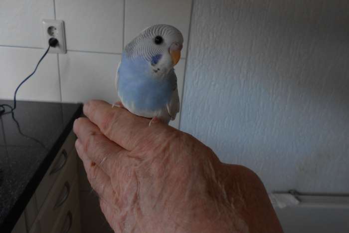 5e jonge grasparkiet uit het blok voor tam maken