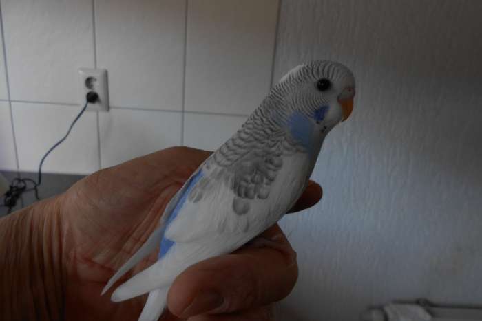 5e jonge grasparkiet uit het blok voor tam maken