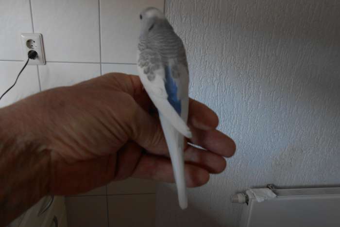 5e jonge grasparkiet uit het blok voor tam maken