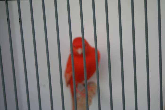 te koop rood intensiefe mannen