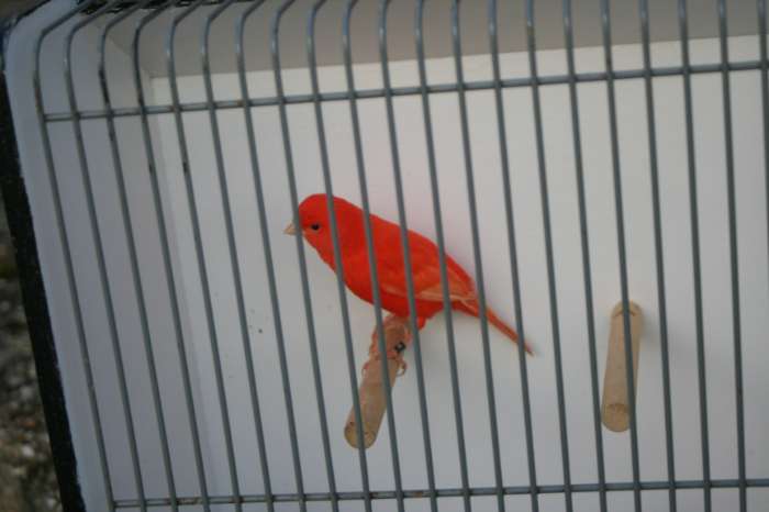 te koop rood intensiefe mannen