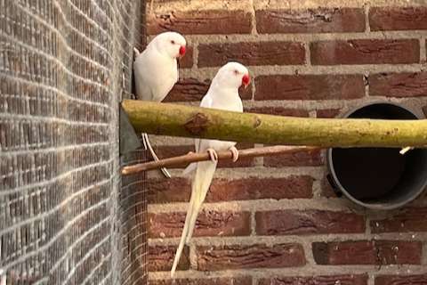 halsbandparkiet koppel albino 2021