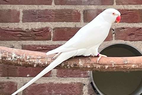 halsbandparkiet koppel albino 2021