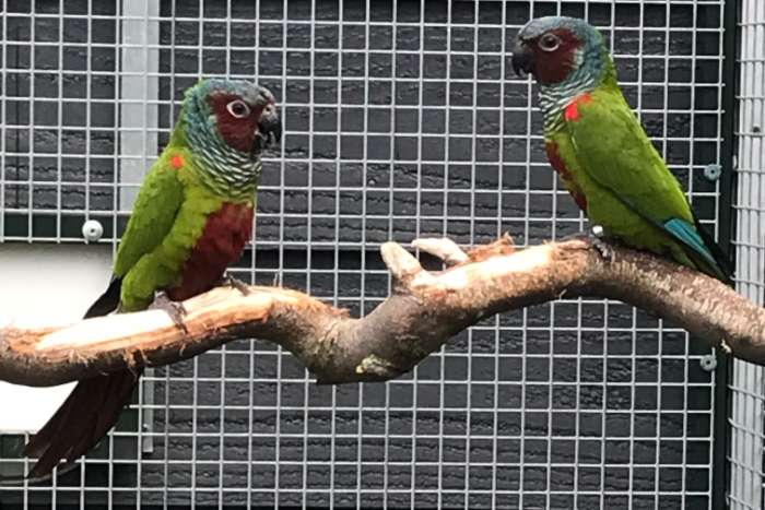 1-1 pyrrhura pfrimeri broedrijp