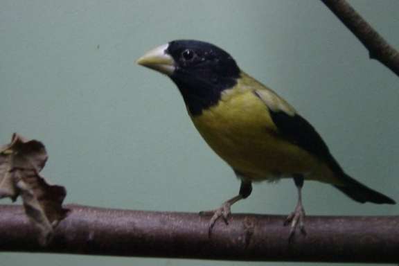 hesperiphona abeillei.