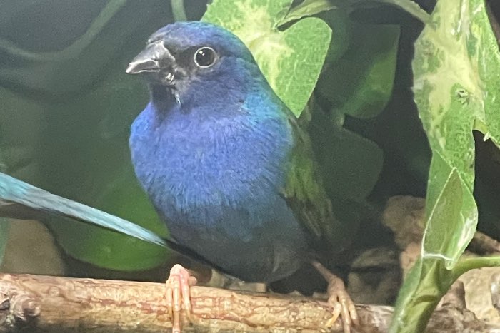 te koop: forbes papegaaiamadine man