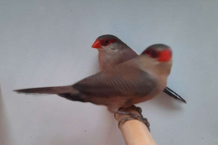 verschillende tropische vogels