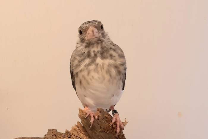 verschillende tropische vogels