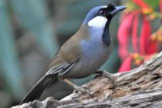 pterorhinus (garrulax) chinensis