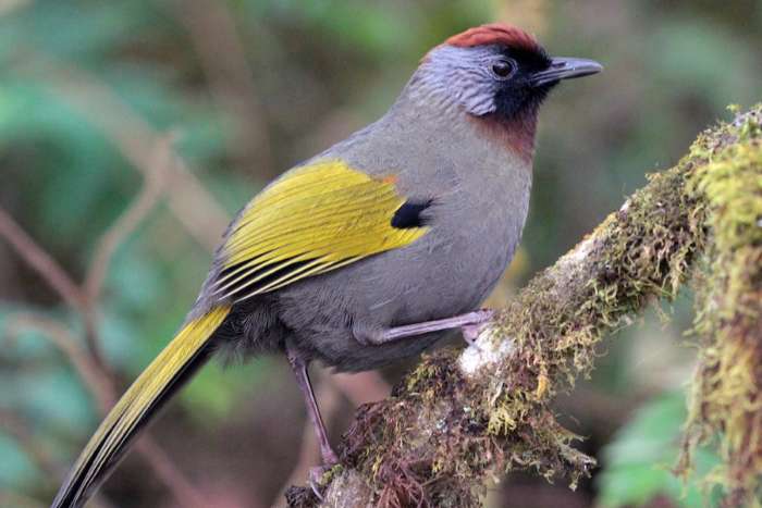 trochalopteron (garrulax) melanostigma