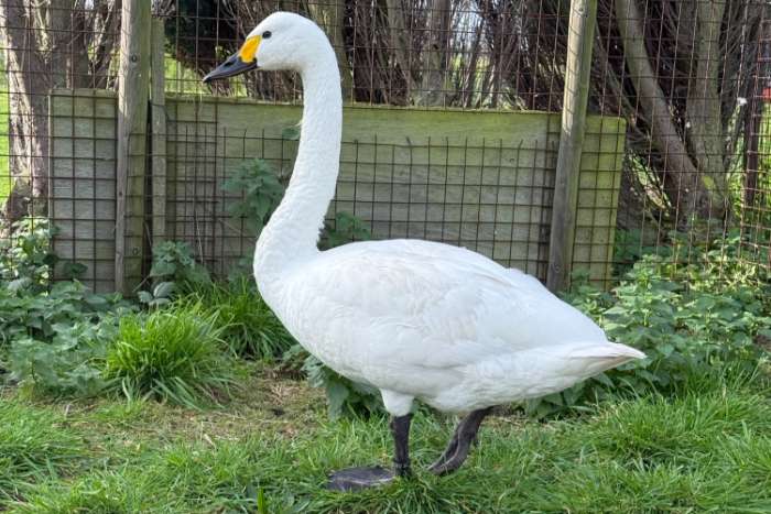 1-0 bewickii zwaan (kleine zwaan)