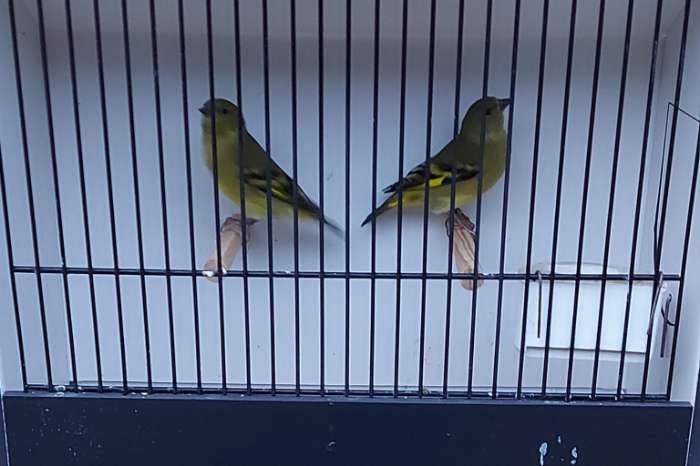 zwartkopsijzen poppen wildkleur 2025